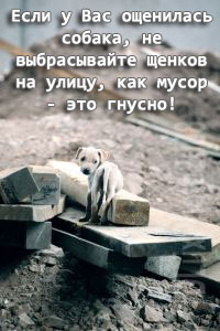 выброшенный щенок