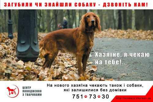 Харьковский приют для собак и кошек