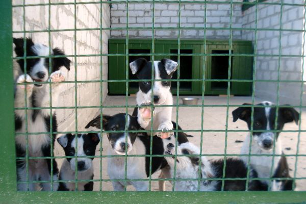 Shelter for stray animals (cats and dogs) in Kharkiv
