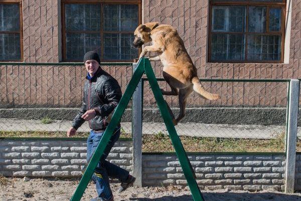 Курсы дрессировки собак в Харькове