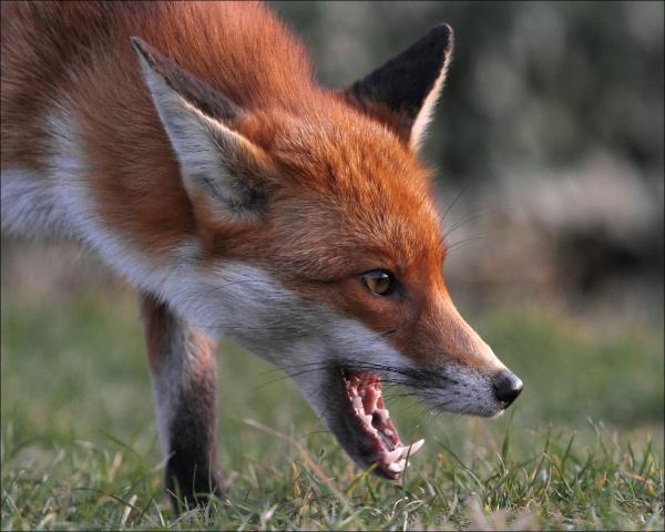 В Харьковской области объявили карантин из-за бешенства лисы.