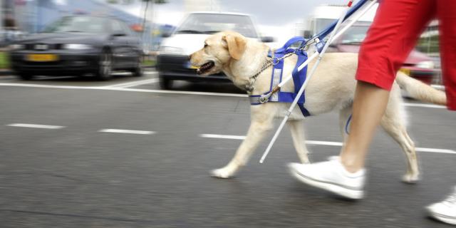 Проект "Школа собак - поводырей для людей с недостатками зрения" на голосовании на Портале Харьковчанина