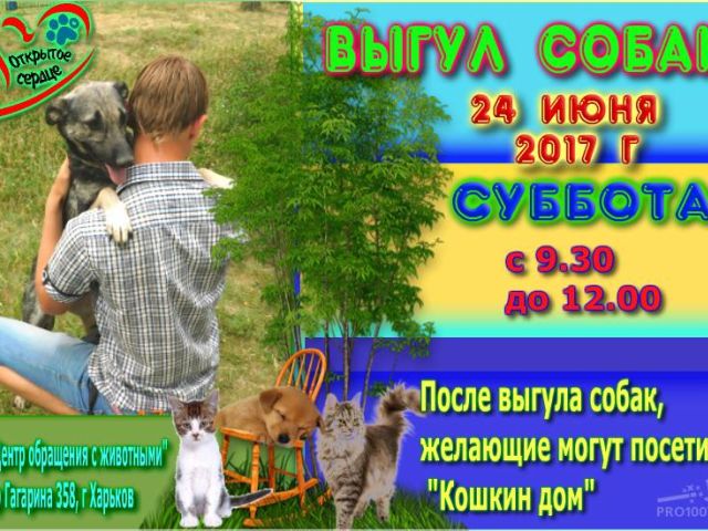 Выгул собак в приюте КП "Центр обращения с животными" Харьков