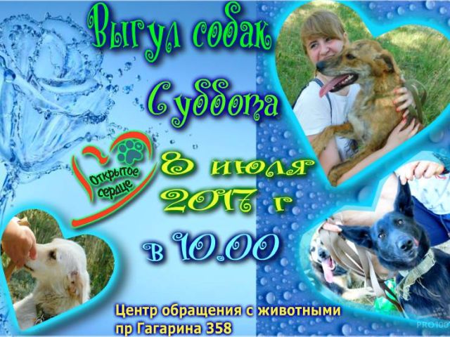 Выгул собак в Харьковском приюте для бездомных животных