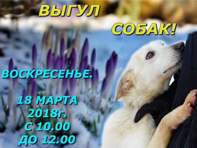 Выгул собак в Харьковском приюте для бездомных животных