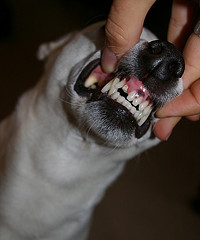 Как ухаживать за зубами собак