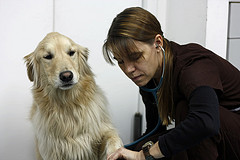 Подсчет сердечных толчков и пульса у собак