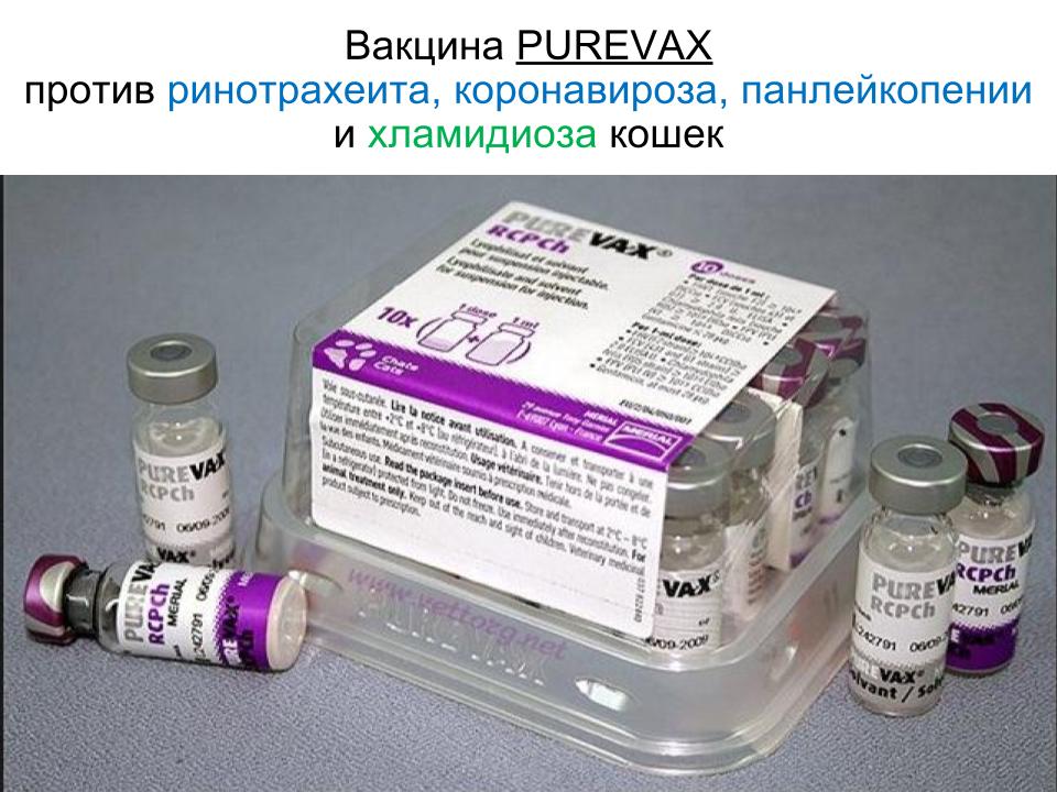 Вакцина для кошек 4. Вакцина Пуревакс RCPCH. Пуревакс вакцина для кошек. Пуревакс RCPCH вакцина для кошек. Вакцина с хламидиозом для кошек.
