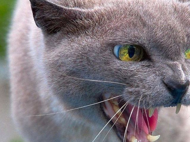 В Новобаварском районе бешеный кот напал на хозяина. Пострадавший в больнице