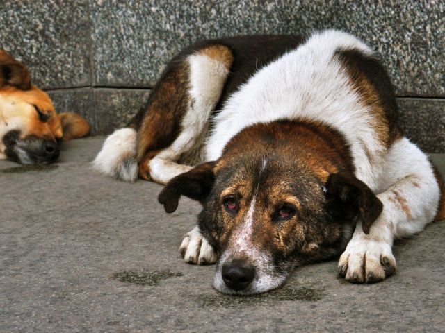 В Харькове стало меньше бездомных собак - опрос