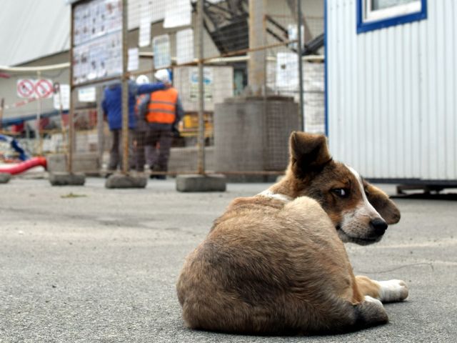 Американский фонд поможет бездомным собакам на территории Чернобыльской зоны отчуждения