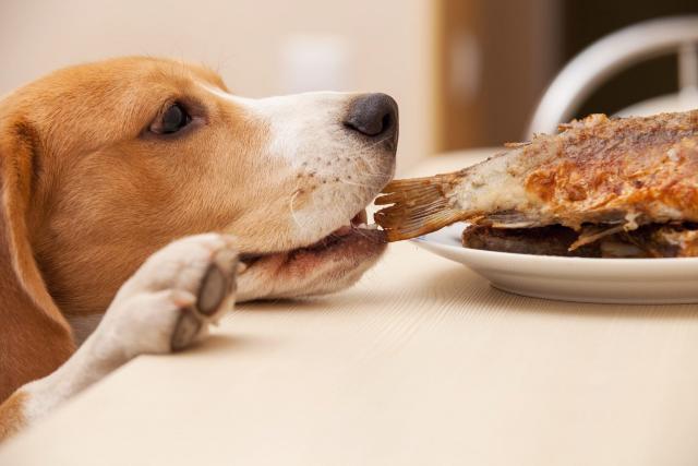 Стоит ли угощать собаку едой с праздничного стола - мнение ветеринаров