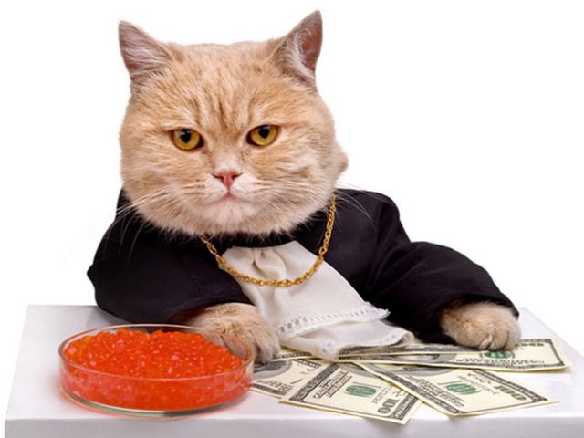 Пенсионерка завещала крупную сумму денег своему коту