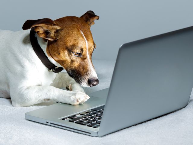 В Киеве запустят «Реестр домашних животных» для онлайн-регистрации питомцев и подсчета налогов на них