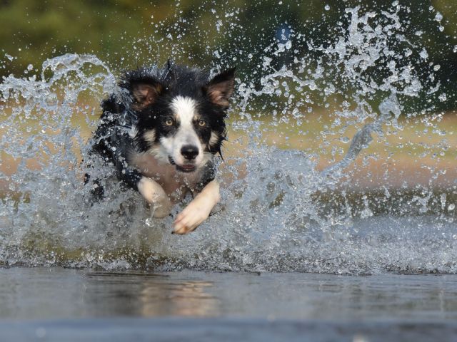 КП «Центр обращения с животными» напоминает правила купания собаки в водоемах летом