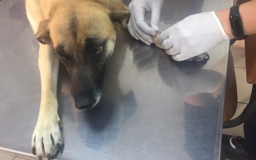 Бездомная собака в тяжелом состоянии пришла за помощью к людям