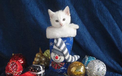Акция КП "Центр обращения с животными" "В Новый год - новый кот!"