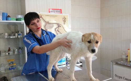 Круглосуточная ветеринарная клиника на Гагарина в Харькове