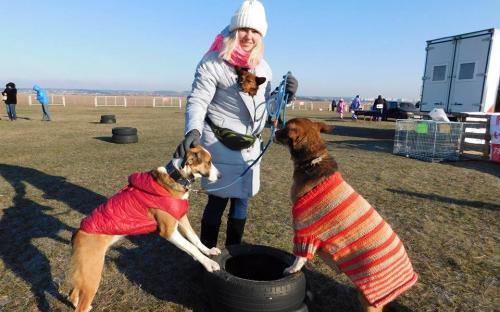 Приютские собаки нашли друзей на празднике  "Winter Dog Fest-2018"
