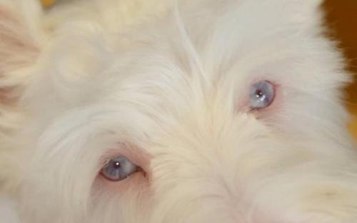 История Шерлока: жизненный путь пса с необычной внешностью