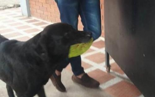 пес покупает печенье за листья