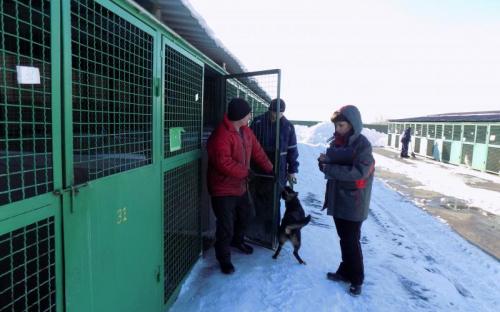 В приюте Центра обращения с животными около 120 собак ждут новых хозяев