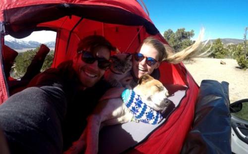 Дружба кота Балу и собаки Генри покорила Instagram