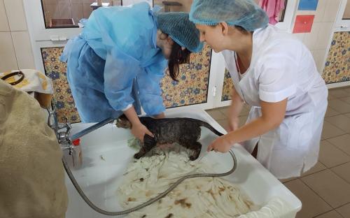 КП "Центр обращения с животными" проводит "банные дни" для приютских котиков