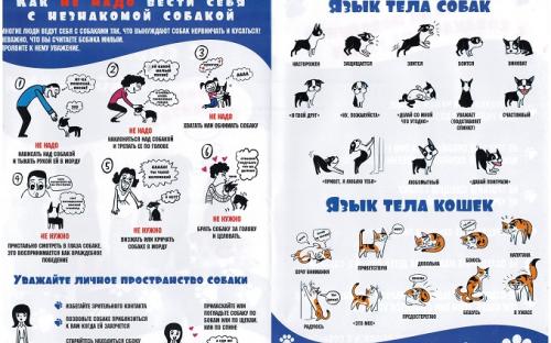 Харьковских школьников обучают правилам поведения с животными