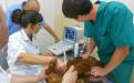 Круглосуточная ветеринарная клиника на Гагарина в Харькове