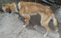 В поселке Зеленый Яр Запорожской области собаки, которых семья заводила для охраны дома, умирали от истощения.