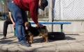 Три собаки с приюта Центра обращения с животными стали столичными жителями 