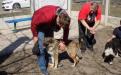 Три собаки с приюта Центра обращения с животными стали столичными жителями 