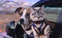 Дружба кота Балу и собаки Генри покорила Instagram