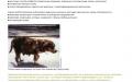 Международная коалиция по регулированию численности животных - компаньонов человека ICAM Руководство по гуманному регулированию численности собак 