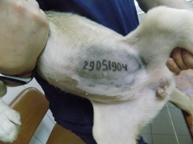 Почему КП «Центр обращения с животными» отдает новым владельцам животных с татуировками?