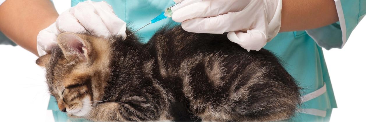 Вакцинация животных в ветклинике, ветеринарной клинике Харькова