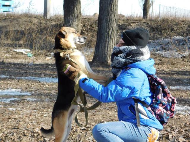 Все больше харьковчан приезжает выгулять питомцев Харьковского муниципального приюта бездомных животных