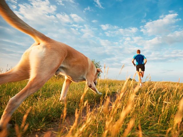 КП "Центр обращения с животными" и Dog Fashion Show 2018 анонсирует массовый забег людей с собаками